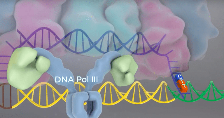 DNA-polymerase%20III.png
