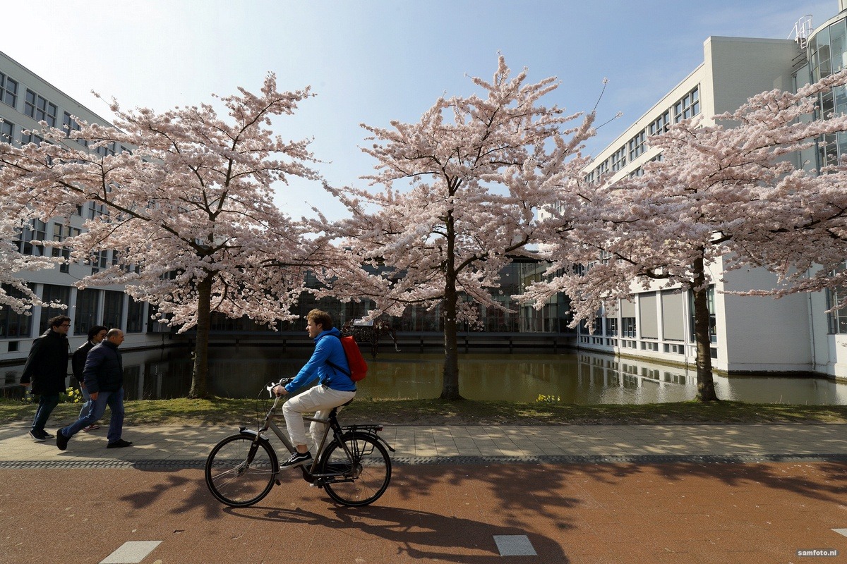 Vakbonden doen tien aanbevelingen voor veilige werkvloer TU Delft een fietser fietst langs bomen die in bloei staan
